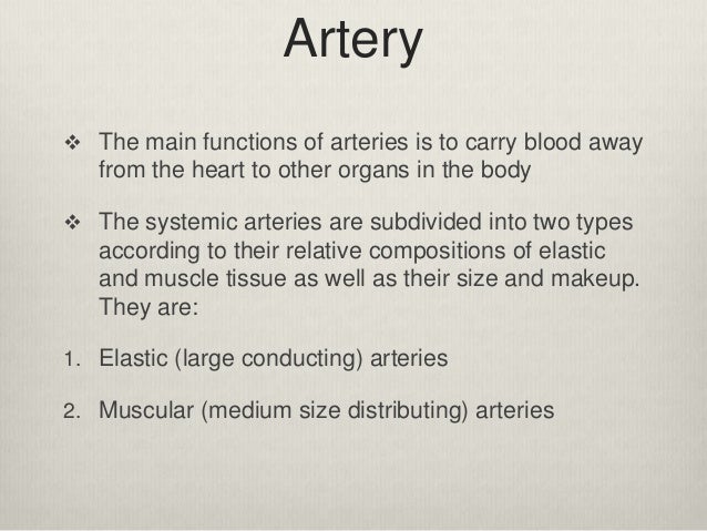 13 arteries and arterioles