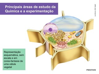 Principais áreas de estudo da
Química e a experimentação
LuisMoura,2009.Digital
Representação
esquemática, sem
escala e em
cores-fantasia de
uma célula
vegetal
 