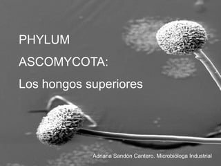 PHYLUM
ASCOMYCOTA:
Los hongos superiores
Adriana Sandón Cantero. Microbióloga Industrial
 