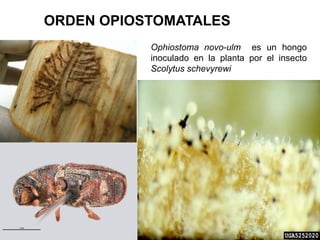 13.clase ascomycota | PDF