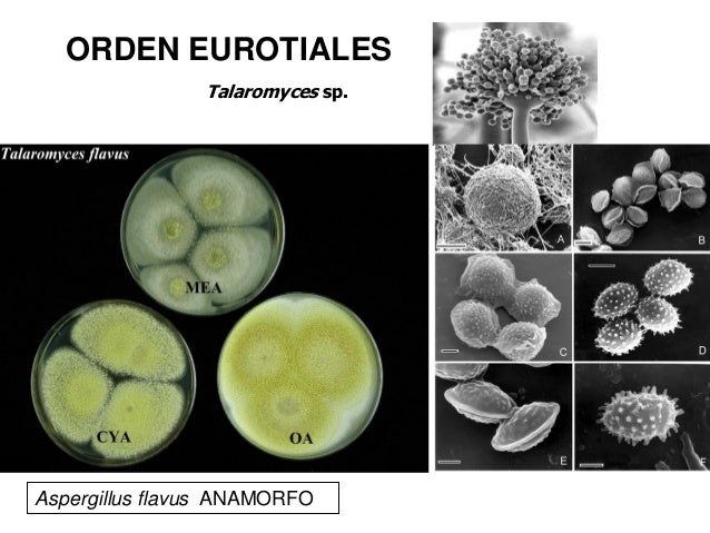 13.clase ascomycota