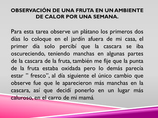 OBSERVACIÓN DE UNA FRUTA EN UN AMBIENTE
DE CALOR POR UNA SEMANA.
Para esta tarea observe un plátano los primeros dos
días lo coloque en el jardín afuera de mi casa, el
primer día solo percibí que la cascara se iba
oscureciendo, teniendo manchas en algunas partes
de la cascara de la fruta, también me fije que la punta
de la fruta estaba oxidada pero lo demás parecía
estar ” fresco”, al día siguiente el único cambio que
observe fue que le aparecieron más manchas en la
cascara, así que decidí ponerlo en un lugar más
caluroso, en el carro de mi mamá.