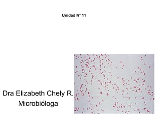 Dra Elizabeth Chely R.
Microbióloga
Unidad Nº 11
 
