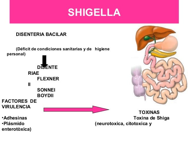 Shigella e E coli
