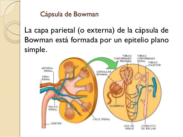 13. aparatourinario