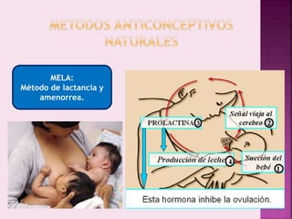 MELA:
Método de lactancia y
amenorrea.
 