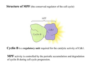 13.cell cycle -A- cell biology Biology Diagrams