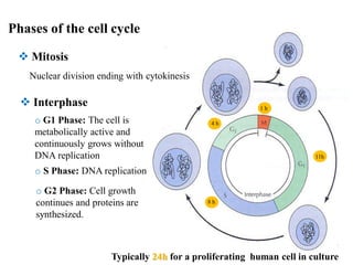 13.cell cycle -A- cell biology | PDF