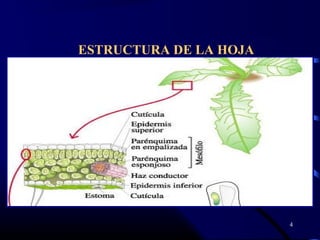 ESTRUCTURA DE LA HOJA
4
 
