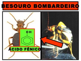 OH
ÁCIDO FÊNICO
BESOURO BOMBARDEIRO
 
