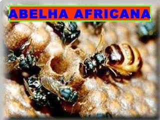 ABELHA AFRICANA
 
