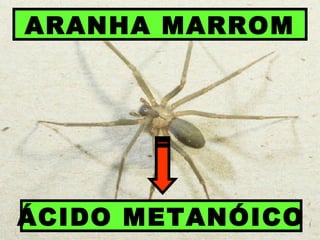 ARANHA MARROM
ÁCIDO METANÓICO
 