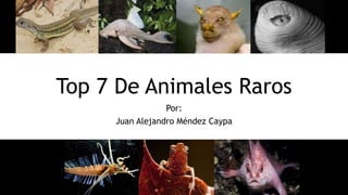 Top 7 De Animales Raros
Por:
Juan Alejandro Méndez Caypa
 
