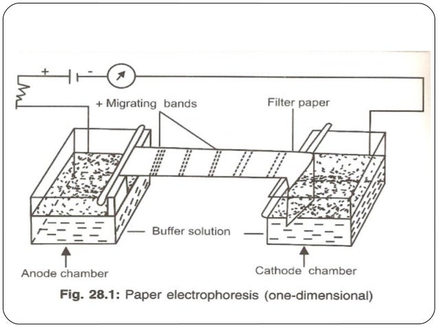 Electrophoresis analysis image