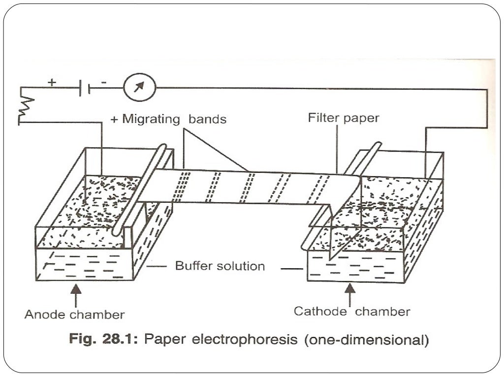 Paper electrophoresis