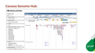 Cassava Genetics’  Data Management, Processing and Sharing Platform