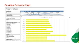 Cassava Genetics’  Data Management, Processing and Sharing Platform