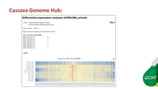 Cassava Genetics’  Data Management, Processing and Sharing Platform