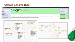 Cassava Genetics’  Data Management, Processing and Sharing Platform