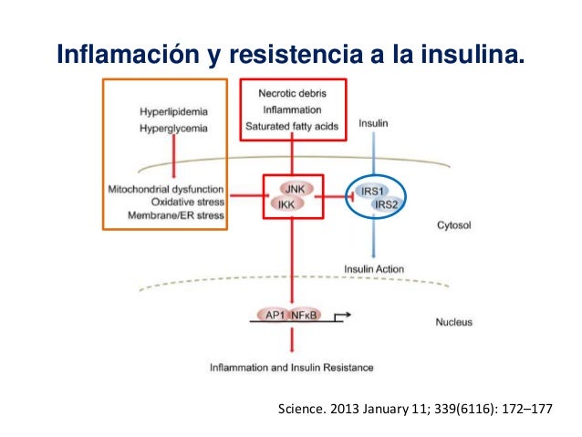 Mecanismos de resistencia a la insulina en obesidad Mecanismos de resistencia a la insulina en obesidad