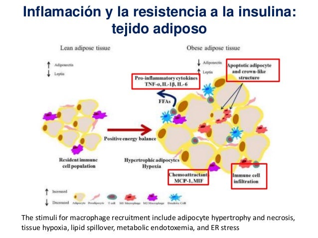 Mecanismos de resistencia a la insulina en obesidad Mecanismos de resistencia a la insulina en obesidad