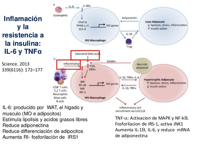 Mecanismos de resistencia a la insulina en obesidad Mecanismos de resistencia a la insulina en obesidad