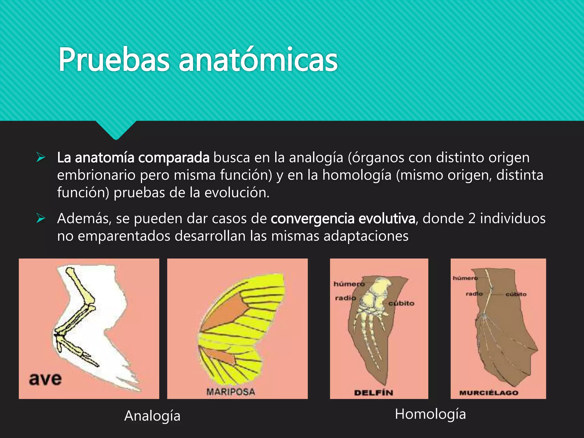 Pruebas anatómicas
 La anatomía comparada busca en la analogía (órganos con distinto origen
embrionario pero misma función) y en la homología (mismo origen, distinta
función) pruebas de la evolución.
 Además, se pueden dar casos de convergencia evolutiva, donde 2 individuos
no emparentados desarrollan las mismas adaptaciones
Analogía Homología
 