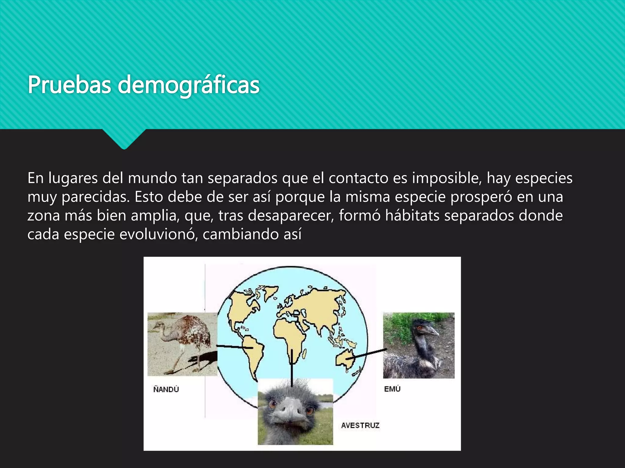 Pruebas demográficas
En lugares del mundo tan separados que el contacto es imposible, hay especies
muy parecidas. Esto debe de ser así porque la misma especie prosperó en una
zona más bien amplia, que, tras desaparecer, formó hábitats separados donde
cada especie evoluvionó, cambiando así
 