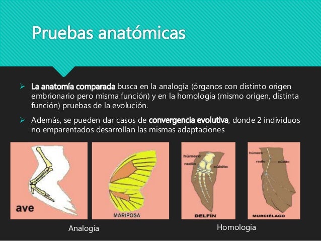13. Evidencias de la evolución