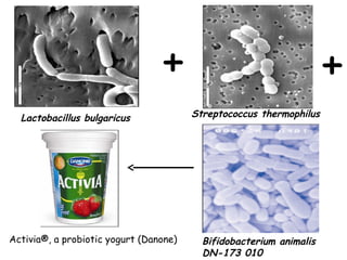 Activia®, a probiotic yogurt (Danone)
Lactobacillus bulgaricus
Bifidobacterium animalis
DN-173 010
Streptococcus thermophilus
+ +
 