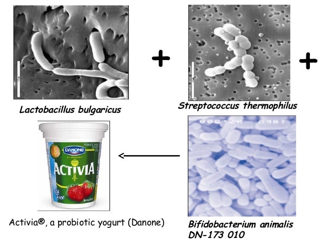 13.probiotics 13.probiotics