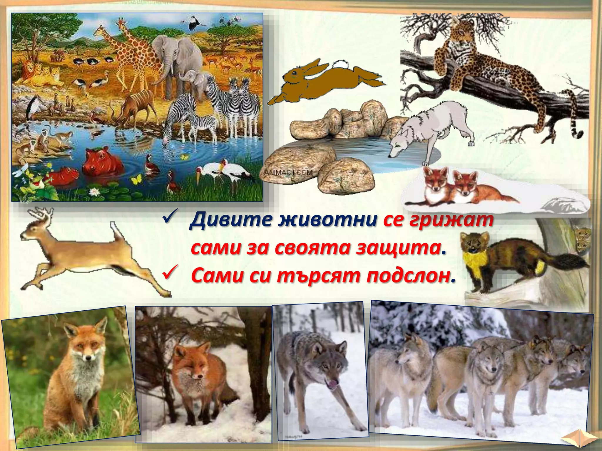  Дивите животни се грижат
сами за своята защита.
 Сами си търсят подслон.
 