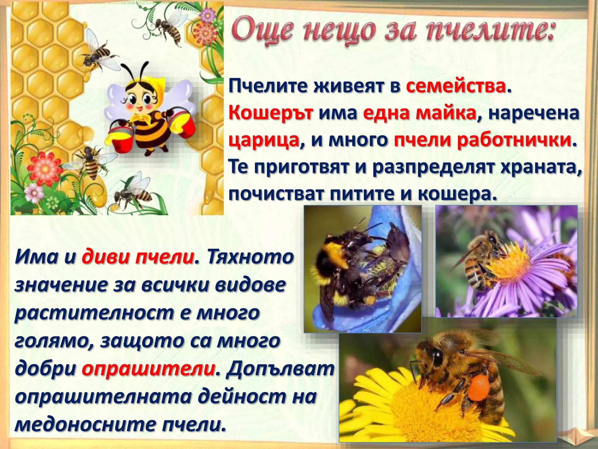 Пчелите живеят в семейства.
Кошерът има една майка, наречена
царица, и много пчели работнички.
Те приготвят и разпределят храната,
почистват питите и кошера.
Има и диви пчели. Тяхното
значение за всички видове
растителност е много
голямо, защото са много
добри опрашители. Допълват
опрашителната дейност на
медоносните пчели.
 