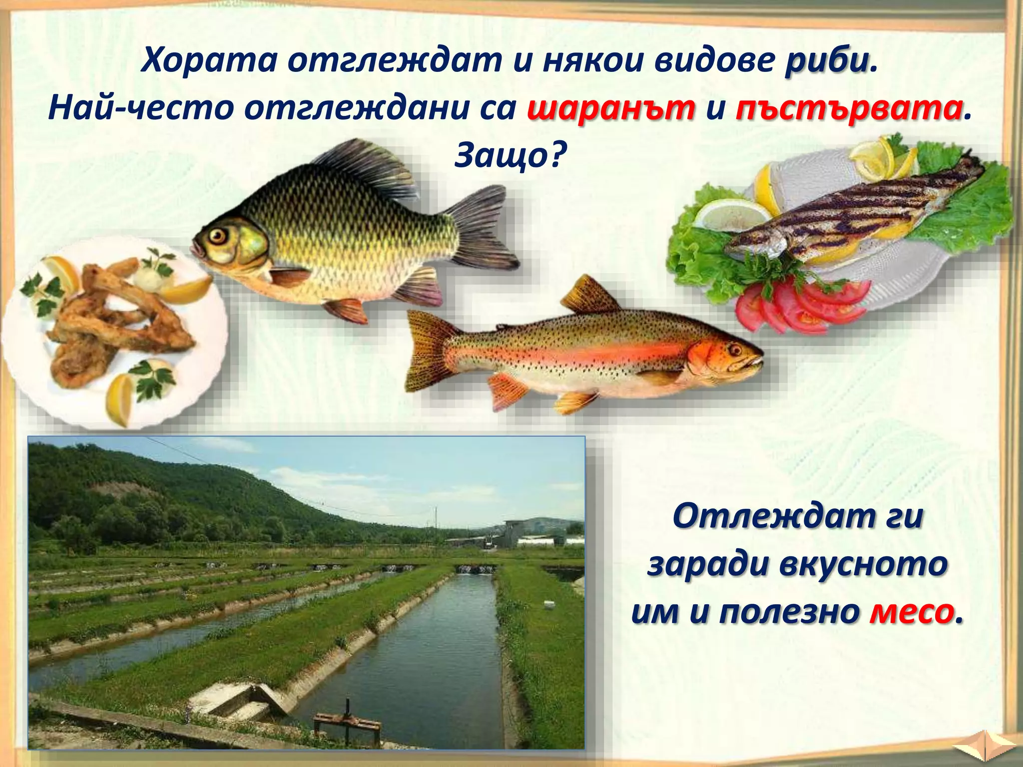 Хората отглеждат и някои видове риби.
Най-често отглеждани са шаранът и пъстървата.
Защо?
Отлеждат ги
заради вкусното
им и полезно месо.
 
