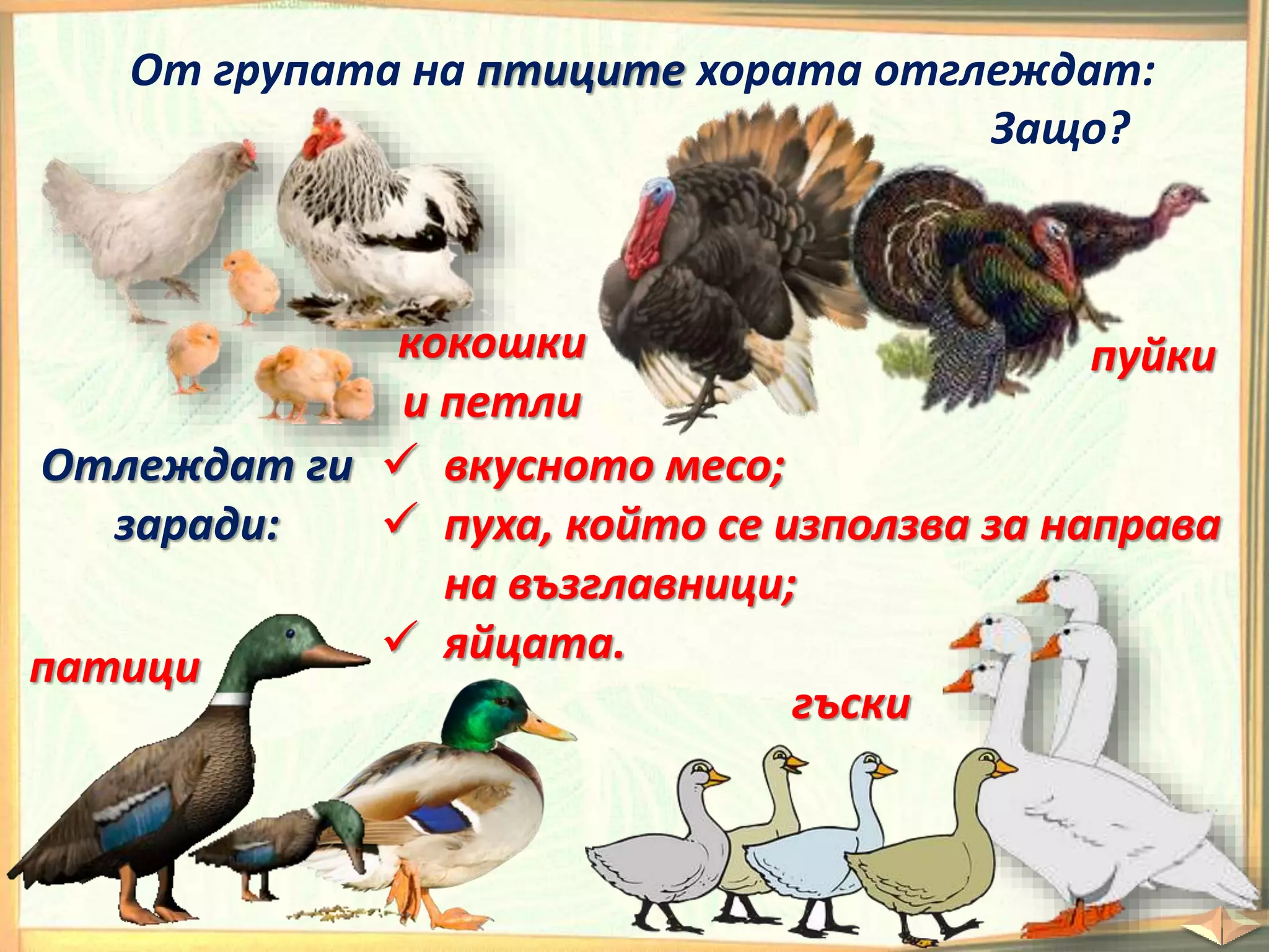  вкусното месо;
 пуха, който се използва за направа
на възглавници;
 яйцата.
От групата на птиците хората отглеждат:
кокошки
и петли
пуйки
патици
гъски
Защо?
Отлеждат ги
заради:
 