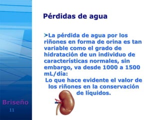 11
Pérdidas de agua
Briseño
La pérdida de agua por los
riñones en forma de orina es tan
variable como el grado de
hidratación de un individuo de
características normales, sin
embargo, va desde 1000 a 1500
mL/día:
Lo que hace evidente el valor de
los riñones en la conservación
de líquidos.
 
