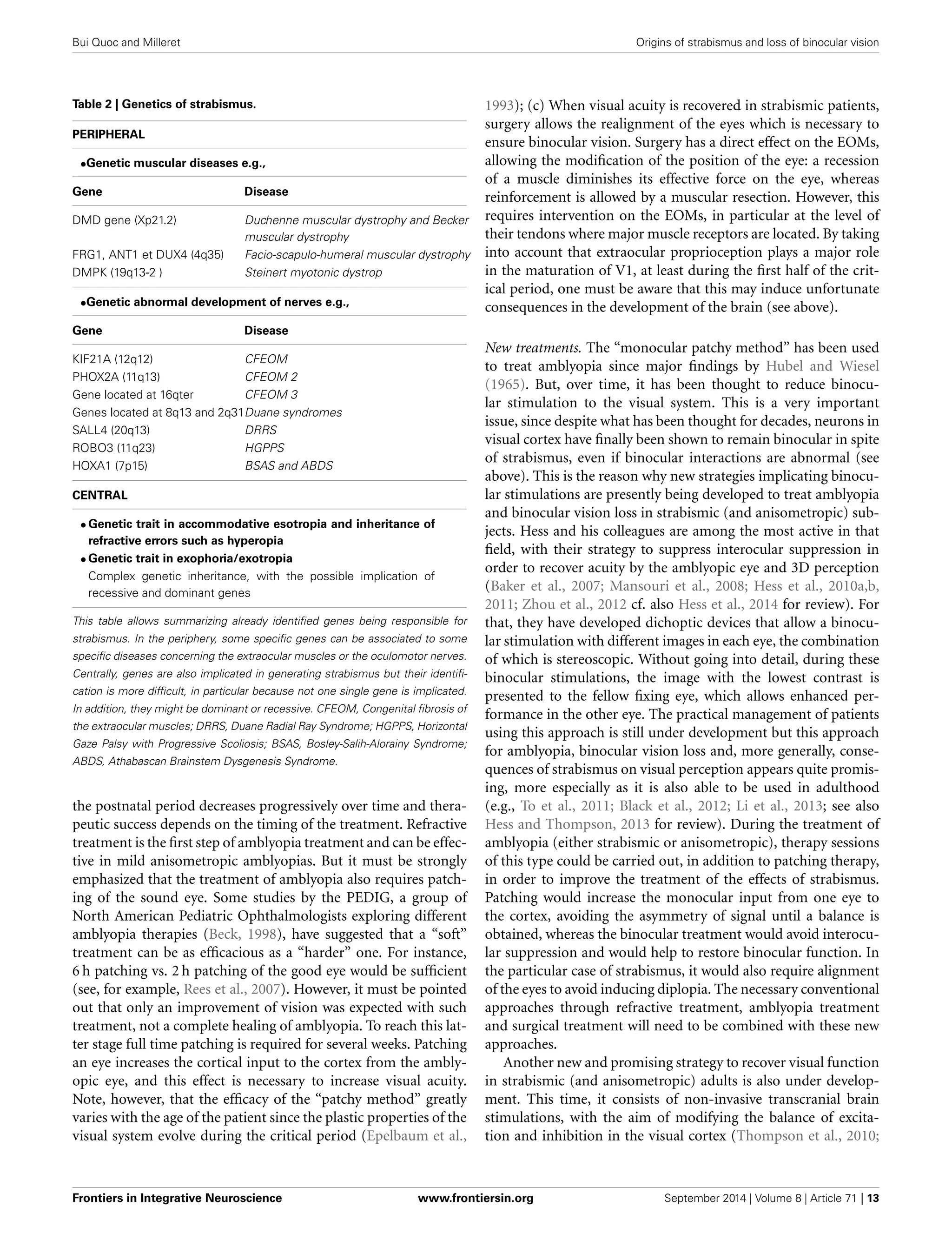 Bui Quoc and Milleret Origins of strabismus and loss of binocular vision
Table 2 | Genetics of strabismus.
PERIPHERAL
•Genetic muscular diseases e.g.,
Gene Disease
DMD gene (Xp21.2) Duchenne muscular dystrophy and Becker
muscular dystrophy
FRG1, ANT1 et DUX4 (4q35) Facio-scapulo-humeral muscular dystrophy
DMPK (19q13-2 ) Steinert myotonic dystrop
•Genetic abnormal development of nerves e.g.,
Gene Disease
KIF21A (12q12) CFEOM
PHOX2A (11q13) CFEOM 2
Gene located at 16qter CFEOM 3
Genes located at 8q13 and 2q31Duane syndromes
SALL4 (20q13) DRRS
ROBO3 (11q23) HGPPS
HOXA1 (7p15) BSAS and ABDS
CENTRAL
• Genetic trait in accommodative esotropia and inheritance of
refractive errors such as hyperopia
• Genetic trait in exophoria/exotropia
Complex genetic inheritance, with the possible implication of
recessive and dominant genes
This table allows summarizing already identiﬁed genes being responsible for
strabismus. In the periphery, some speciﬁc genes can be associated to some
speciﬁc diseases concerning the extraocular muscles or the oculomotor nerves.
Centrally, genes are also implicated in generating strabismus but their identiﬁ-
cation is more difﬁcult, in particular because not one single gene is implicated.
In addition, they might be dominant or recessive. CFEOM, Congenital ﬁbrosis of
the extraocular muscles; DRRS, Duane Radial Ray Syndrome; HGPPS, Horizontal
Gaze Palsy with Progressive Scoliosis; BSAS, Bosley-Salih-Alorainy Syndrome;
ABDS, Athabascan Brainstem Dysgenesis Syndrome.
the postnatal period decreases progressively over time and thera-
peutic success depends on the timing of the treatment. Refractive
treatment is the ﬁrst step of amblyopia treatment and can be effec-
tive in mild anisometropic amblyopias. But it must be strongly
emphasized that the treatment of amblyopia also requires patch-
ing of the sound eye. Some studies by the PEDIG, a group of
North American Pediatric Ophthalmologists exploring different
amblyopia therapies (Beck, 1998), have suggested that a “soft”
treatment can be as efﬁcacious as a “harder” one. For instance,
6 h patching vs. 2 h patching of the good eye would be sufﬁcient
(see, for example, Rees et al., 2007). However, it must be pointed
out that only an improvement of vision was expected with such
treatment, not a complete healing of amblyopia. To reach this lat-
ter stage full time patching is required for several weeks. Patching
an eye increases the cortical input to the cortex from the ambly-
opic eye, and this effect is necessary to increase visual acuity.
Note, however, that the efﬁcacy of the “patchy method” greatly
varies with the age of the patient since the plastic properties of the
visual system evolve during the critical period (Epelbaum et al.,
1993); (c) When visual acuity is recovered in strabismic patients,
surgery allows the realignment of the eyes which is necessary to
ensure binocular vision. Surgery has a direct effect on the EOMs,
allowing the modiﬁcation of the position of the eye: a recession
of a muscle diminishes its effective force on the eye, whereas
reinforcement is allowed by a muscular resection. However, this
requires intervention on the EOMs, in particular at the level of
their tendons where major muscle receptors are located. By taking
into account that extraocular proprioception plays a major role
in the maturation of V1, at least during the ﬁrst half of the crit-
ical period, one must be aware that this may induce unfortunate
consequences in the development of the brain (see above).
New treatments. The “monocular patchy method” has been used
to treat amblyopia since major ﬁndings by Hubel and Wiesel
(1965). But, over time, it has been thought to reduce binocu-
lar stimulation to the visual system. This is a very important
issue, since despite what has been thought for decades, neurons in
visual cortex have ﬁnally been shown to remain binocular in spite
of strabismus, even if binocular interactions are abnormal (see
above). This is the reason why new strategies implicating binocu-
lar stimulations are presently being developed to treat amblyopia
and binocular vision loss in strabismic (and anisometropic) sub-
jects. Hess and his colleagues are among the most active in that
ﬁeld, with their strategy to suppress interocular suppression in
order to recover acuity by the amblyopic eye and 3D perception
(Baker et al., 2007; Mansouri et al., 2008; Hess et al., 2010a,b,
2011; Zhou et al., 2012 cf. also Hess et al., 2014 for review). For
that, they have developed dichoptic devices that allow a binocu-
lar stimulation with different images in each eye, the combination
of which is stereoscopic. Without going into detail, during these
binocular stimulations, the image with the lowest contrast is
presented to the fellow ﬁxing eye, which allows enhanced per-
formance in the other eye. The practical management of patients
using this approach is still under development but this approach
for amblyopia, binocular vision loss and, more generally, conse-
quences of strabismus on visual perception appears quite promis-
ing, more especially as it is also able to be used in adulthood
(e.g., To et al., 2011; Black et al., 2012; Li et al., 2013; see also
Hess and Thompson, 2013 for review). During the treatment of
amblyopia (either strabismic or anisometropic), therapy sessions
of this type could be carried out, in addition to patching therapy,
in order to improve the treatment of the effects of strabismus.
Patching would increase the monocular input from one eye to
the cortex, avoiding the asymmetry of signal until a balance is
obtained, whereas the binocular treatment would avoid interocu-
lar suppression and would help to restore binocular function. In
the particular case of strabismus, it would also require alignment
of the eyes to avoid inducing diplopia. The necessary conventional
approaches through refractive treatment, amblyopia treatment
and surgical treatment will need to be combined with these new
approaches.
Another new and promising strategy to recover visual function
in strabismic (and anisometropic) adults is also under develop-
ment. This time, it consists of non-invasive transcranial brain
stimulations, with the aim of modifying the balance of excita-
tion and inhibition in the visual cortex (Thompson et al., 2010;
Frontiers in Integrative Neuroscience www.frontiersin.org September 2014 | Volume 8 | Article 71 | 13
 