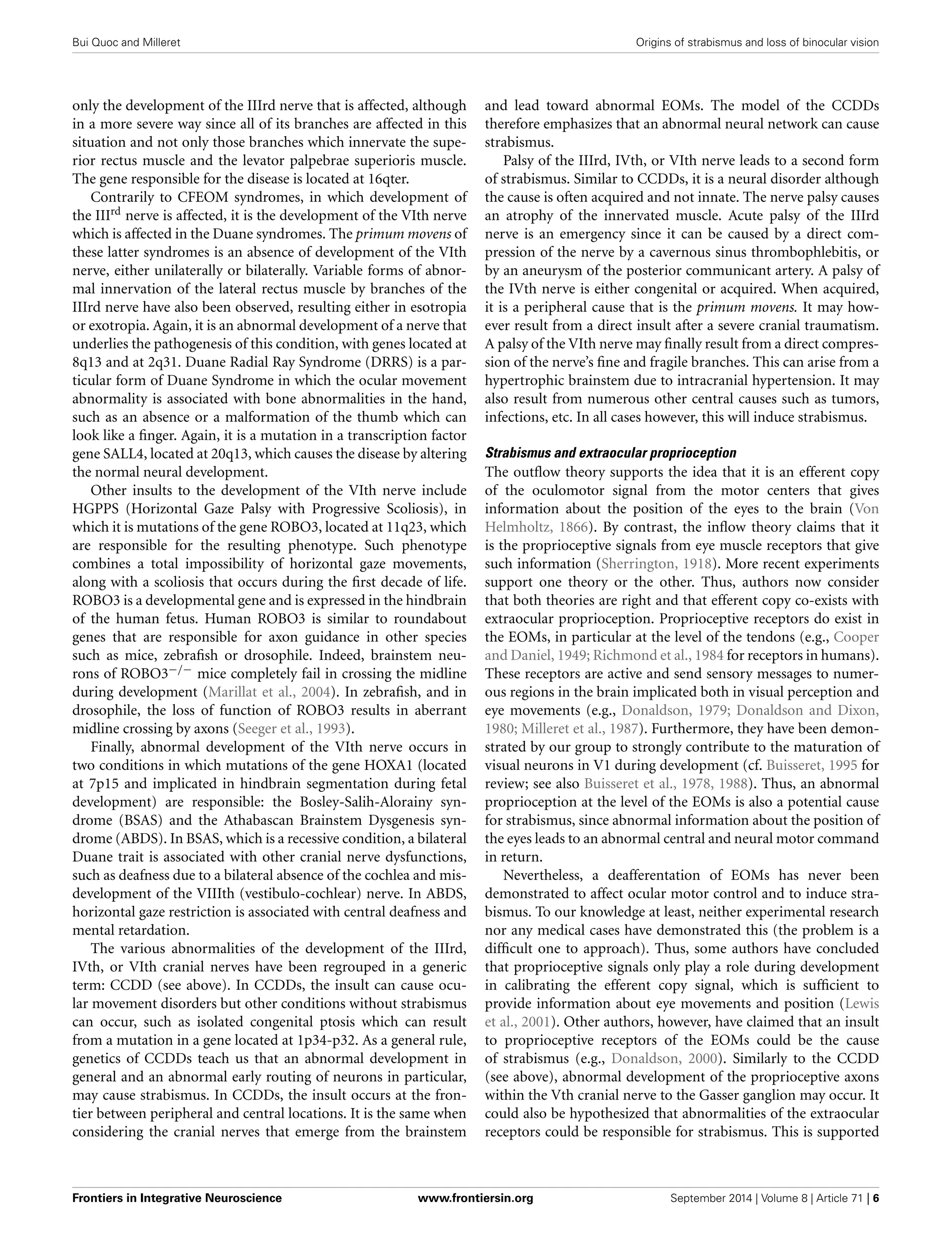 Bui Quoc and Milleret Origins of strabismus and loss of binocular vision
only the development of the IIIrd nerve that is affected, although
in a more severe way since all of its branches are affected in this
situation and not only those branches which innervate the supe-
rior rectus muscle and the levator palpebrae superioris muscle.
The gene responsible for the disease is located at 16qter.
Contrarily to CFEOM syndromes, in which development of
the IIIrd nerve is affected, it is the development of the VIth nerve
which is affected in the Duane syndromes. The primum movens of
these latter syndromes is an absence of development of the VIth
nerve, either unilaterally or bilaterally. Variable forms of abnor-
mal innervation of the lateral rectus muscle by branches of the
IIIrd nerve have also been observed, resulting either in esotropia
or exotropia. Again, it is an abnormal development of a nerve that
underlies the pathogenesis of this condition, with genes located at
8q13 and at 2q31. Duane Radial Ray Syndrome (DRRS) is a par-
ticular form of Duane Syndrome in which the ocular movement
abnormality is associated with bone abnormalities in the hand,
such as an absence or a malformation of the thumb which can
look like a ﬁnger. Again, it is a mutation in a transcription factor
gene SALL4, located at 20q13, which causes the disease by altering
the normal neural development.
Other insults to the development of the VIth nerve include
HGPPS (Horizontal Gaze Palsy with Progressive Scoliosis), in
which it is mutations of the gene ROBO3, located at 11q23, which
are responsible for the resulting phenotype. Such phenotype
combines a total impossibility of horizontal gaze movements,
along with a scoliosis that occurs during the ﬁrst decade of life.
ROBO3 is a developmental gene and is expressed in the hindbrain
of the human fetus. Human ROBO3 is similar to roundabout
genes that are responsible for axon guidance in other species
such as mice, zebraﬁsh or drosophile. Indeed, brainstem neu-
rons of ROBO3−/− mice completely fail in crossing the midline
during development (Marillat et al., 2004). In zebraﬁsh, and in
drosophile, the loss of function of ROBO3 results in aberrant
midline crossing by axons (Seeger et al., 1993).
Finally, abnormal development of the VIth nerve occurs in
two conditions in which mutations of the gene HOXA1 (located
at 7p15 and implicated in hindbrain segmentation during fetal
development) are responsible: the Bosley-Salih-Alorainy syn-
drome (BSAS) and the Athabascan Brainstem Dysgenesis syn-
drome (ABDS). In BSAS, which is a recessive condition, a bilateral
Duane trait is associated with other cranial nerve dysfunctions,
such as deafness due to a bilateral absence of the cochlea and mis-
development of the VIIIth (vestibulo-cochlear) nerve. In ABDS,
horizontal gaze restriction is associated with central deafness and
mental retardation.
The various abnormalities of the development of the IIIrd,
IVth, or VIth cranial nerves have been regrouped in a generic
term: CCDD (see above). In CCDDs, the insult can cause ocu-
lar movement disorders but other conditions without strabismus
can occur, such as isolated congenital ptosis which can result
from a mutation in a gene located at 1p34-p32. As a general rule,
genetics of CCDDs teach us that an abnormal development in
general and an abnormal early routing of neurons in particular,
may cause strabismus. In CCDDs, the insult occurs at the fron-
tier between peripheral and central locations. It is the same when
considering the cranial nerves that emerge from the brainstem
and lead toward abnormal EOMs. The model of the CCDDs
therefore emphasizes that an abnormal neural network can cause
strabismus.
Palsy of the IIIrd, IVth, or VIth nerve leads to a second form
of strabismus. Similar to CCDDs, it is a neural disorder although
the cause is often acquired and not innate. The nerve palsy causes
an atrophy of the innervated muscle. Acute palsy of the IIIrd
nerve is an emergency since it can be caused by a direct com-
pression of the nerve by a cavernous sinus thrombophlebitis, or
by an aneurysm of the posterior communicant artery. A palsy of
the IVth nerve is either congenital or acquired. When acquired,
it is a peripheral cause that is the primum movens. It may how-
ever result from a direct insult after a severe cranial traumatism.
A palsy of the VIth nerve may ﬁnally result from a direct compres-
sion of the nerve’s ﬁne and fragile branches. This can arise from a
hypertrophic brainstem due to intracranial hypertension. It may
also result from numerous other central causes such as tumors,
infections, etc. In all cases however, this will induce strabismus.
Strabismus and extraocular proprioception
The outﬂow theory supports the idea that it is an efferent copy
of the oculomotor signal from the motor centers that gives
information about the position of the eyes to the brain (Von
Helmholtz, 1866). By contrast, the inﬂow theory claims that it
is the proprioceptive signals from eye muscle receptors that give
such information (Sherrington, 1918). More recent experiments
support one theory or the other. Thus, authors now consider
that both theories are right and that efferent copy co-exists with
extraocular proprioception. Proprioceptive receptors do exist in
the EOMs, in particular at the level of the tendons (e.g., Cooper
and Daniel, 1949; Richmond et al., 1984 for receptors in humans).
These receptors are active and send sensory messages to numer-
ous regions in the brain implicated both in visual perception and
eye movements (e.g., Donaldson, 1979; Donaldson and Dixon,
1980; Milleret et al., 1987). Furthermore, they have been demon-
strated by our group to strongly contribute to the maturation of
visual neurons in V1 during development (cf. Buisseret, 1995 for
review; see also Buisseret et al., 1978, 1988). Thus, an abnormal
proprioception at the level of the EOMs is also a potential cause
for strabismus, since abnormal information about the position of
the eyes leads to an abnormal central and neural motor command
in return.
Nevertheless, a deafferentation of EOMs has never been
demonstrated to affect ocular motor control and to induce stra-
bismus. To our knowledge at least, neither experimental research
nor any medical cases have demonstrated this (the problem is a
difﬁcult one to approach). Thus, some authors have concluded
that proprioceptive signals only play a role during development
in calibrating the efferent copy signal, which is sufﬁcient to
provide information about eye movements and position (Lewis
et al., 2001). Other authors, however, have claimed that an insult
to proprioceptive receptors of the EOMs could be the cause
of strabismus (e.g., Donaldson, 2000). Similarly to the CCDD
(see above), abnormal development of the proprioceptive axons
within the Vth cranial nerve to the Gasser ganglion may occur. It
could also be hypothesized that abnormalities of the extraocular
receptors could be responsible for strabismus. This is supported
Frontiers in Integrative Neuroscience www.frontiersin.org September 2014 | Volume 8 | Article 71 | 6
 