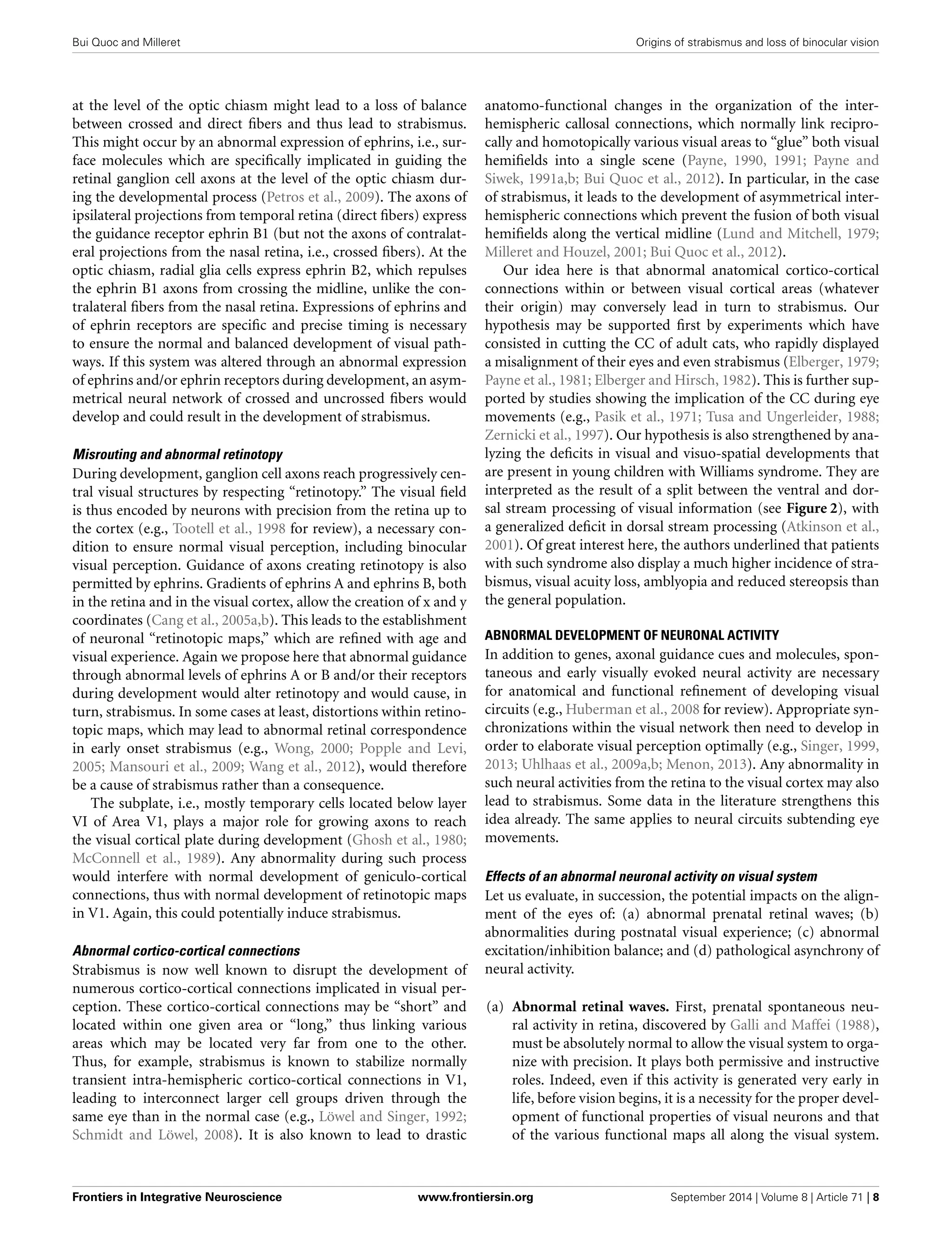 Bui Quoc and Milleret Origins of strabismus and loss of binocular vision
at the level of the optic chiasm might lead to a loss of balance
between crossed and direct ﬁbers and thus lead to strabismus.
This might occur by an abnormal expression of ephrins, i.e., sur-
face molecules which are speciﬁcally implicated in guiding the
retinal ganglion cell axons at the level of the optic chiasm dur-
ing the developmental process (Petros et al., 2009). The axons of
ipsilateral projections from temporal retina (direct ﬁbers) express
the guidance receptor ephrin B1 (but not the axons of contralat-
eral projections from the nasal retina, i.e., crossed ﬁbers). At the
optic chiasm, radial glia cells express ephrin B2, which repulses
the ephrin B1 axons from crossing the midline, unlike the con-
tralateral ﬁbers from the nasal retina. Expressions of ephrins and
of ephrin receptors are speciﬁc and precise timing is necessary
to ensure the normal and balanced development of visual path-
ways. If this system was altered through an abnormal expression
of ephrins and/or ephrin receptors during development, an asym-
metrical neural network of crossed and uncrossed ﬁbers would
develop and could result in the development of strabismus.
Misrouting and abnormal retinotopy
During development, ganglion cell axons reach progressively cen-
tral visual structures by respecting “retinotopy.” The visual ﬁeld
is thus encoded by neurons with precision from the retina up to
the cortex (e.g., Tootell et al., 1998 for review), a necessary con-
dition to ensure normal visual perception, including binocular
visual perception. Guidance of axons creating retinotopy is also
permitted by ephrins. Gradients of ephrins A and ephrins B, both
in the retina and in the visual cortex, allow the creation of x and y
coordinates (Cang et al., 2005a,b). This leads to the establishment
of neuronal “retinotopic maps,” which are reﬁned with age and
visual experience. Again we propose here that abnormal guidance
through abnormal levels of ephrins A or B and/or their receptors
during development would alter retinotopy and would cause, in
turn, strabismus. In some cases at least, distortions within retino-
topic maps, which may lead to abnormal retinal correspondence
in early onset strabismus (e.g., Wong, 2000; Popple and Levi,
2005; Mansouri et al., 2009; Wang et al., 2012), would therefore
be a cause of strabismus rather than a consequence.
The subplate, i.e., mostly temporary cells located below layer
VI of Area V1, plays a major role for growing axons to reach
the visual cortical plate during development (Ghosh et al., 1980;
McConnell et al., 1989). Any abnormality during such process
would interfere with normal development of geniculo-cortical
connections, thus with normal development of retinotopic maps
in V1. Again, this could potentially induce strabismus.
Abnormal cortico-cortical connections
Strabismus is now well known to disrupt the development of
numerous cortico-cortical connections implicated in visual per-
ception. These cortico-cortical connections may be “short” and
located within one given area or “long,” thus linking various
areas which may be located very far from one to the other.
Thus, for example, strabismus is known to stabilize normally
transient intra-hemispheric cortico-cortical connections in V1,
leading to interconnect larger cell groups driven through the
same eye than in the normal case (e.g., Löwel and Singer, 1992;
Schmidt and Löwel, 2008). It is also known to lead to drastic
anatomo-functional changes in the organization of the inter-
hemispheric callosal connections, which normally link recipro-
cally and homotopically various visual areas to “glue” both visual
hemiﬁelds into a single scene (Payne, 1990, 1991; Payne and
Siwek, 1991a,b; Bui Quoc et al., 2012). In particular, in the case
of strabismus, it leads to the development of asymmetrical inter-
hemispheric connections which prevent the fusion of both visual
hemiﬁelds along the vertical midline (Lund and Mitchell, 1979;
Milleret and Houzel, 2001; Bui Quoc et al., 2012).
Our idea here is that abnormal anatomical cortico-cortical
connections within or between visual cortical areas (whatever
their origin) may conversely lead in turn to strabismus. Our
hypothesis may be supported ﬁrst by experiments which have
consisted in cutting the CC of adult cats, who rapidly displayed
a misalignment of their eyes and even strabismus (Elberger, 1979;
Payne et al., 1981; Elberger and Hirsch, 1982). This is further sup-
ported by studies showing the implication of the CC during eye
movements (e.g., Pasik et al., 1971; Tusa and Ungerleider, 1988;
Zernicki et al., 1997). Our hypothesis is also strengthened by ana-
lyzing the deﬁcits in visual and visuo-spatial developments that
are present in young children with Williams syndrome. They are
interpreted as the result of a split between the ventral and dor-
sal stream processing of visual information (see Figure 2), with
a generalized deﬁcit in dorsal stream processing (Atkinson et al.,
2001). Of great interest here, the authors underlined that patients
with such syndrome also display a much higher incidence of stra-
bismus, visual acuity loss, amblyopia and reduced stereopsis than
the general population.
ABNORMAL DEVELOPMENT OF NEURONAL ACTIVITY
In addition to genes, axonal guidance cues and molecules, spon-
taneous and early visually evoked neural activity are necessary
for anatomical and functional reﬁnement of developing visual
circuits (e.g., Huberman et al., 2008 for review). Appropriate syn-
chronizations within the visual network then need to develop in
order to elaborate visual perception optimally (e.g., Singer, 1999,
2013; Uhlhaas et al., 2009a,b; Menon, 2013). Any abnormality in
such neural activities from the retina to the visual cortex may also
lead to strabismus. Some data in the literature strengthens this
idea already. The same applies to neural circuits subtending eye
movements.
Effects of an abnormal neuronal activity on visual system
Let us evaluate, in succession, the potential impacts on the align-
ment of the eyes of: (a) abnormal prenatal retinal waves; (b)
abnormalities during postnatal visual experience; (c) abnormal
excitation/inhibition balance; and (d) pathological asynchrony of
neural activity.
(a) Abnormal retinal waves. First, prenatal spontaneous neu-
ral activity in retina, discovered by Galli and Maffei (1988),
must be absolutely normal to allow the visual system to orga-
nize with precision. It plays both permissive and instructive
roles. Indeed, even if this activity is generated very early in
life, before vision begins, it is a necessity for the proper devel-
opment of functional properties of visual neurons and that
of the various functional maps all along the visual system.
Frontiers in Integrative Neuroscience www.frontiersin.org September 2014 | Volume 8 | Article 71 | 8
 