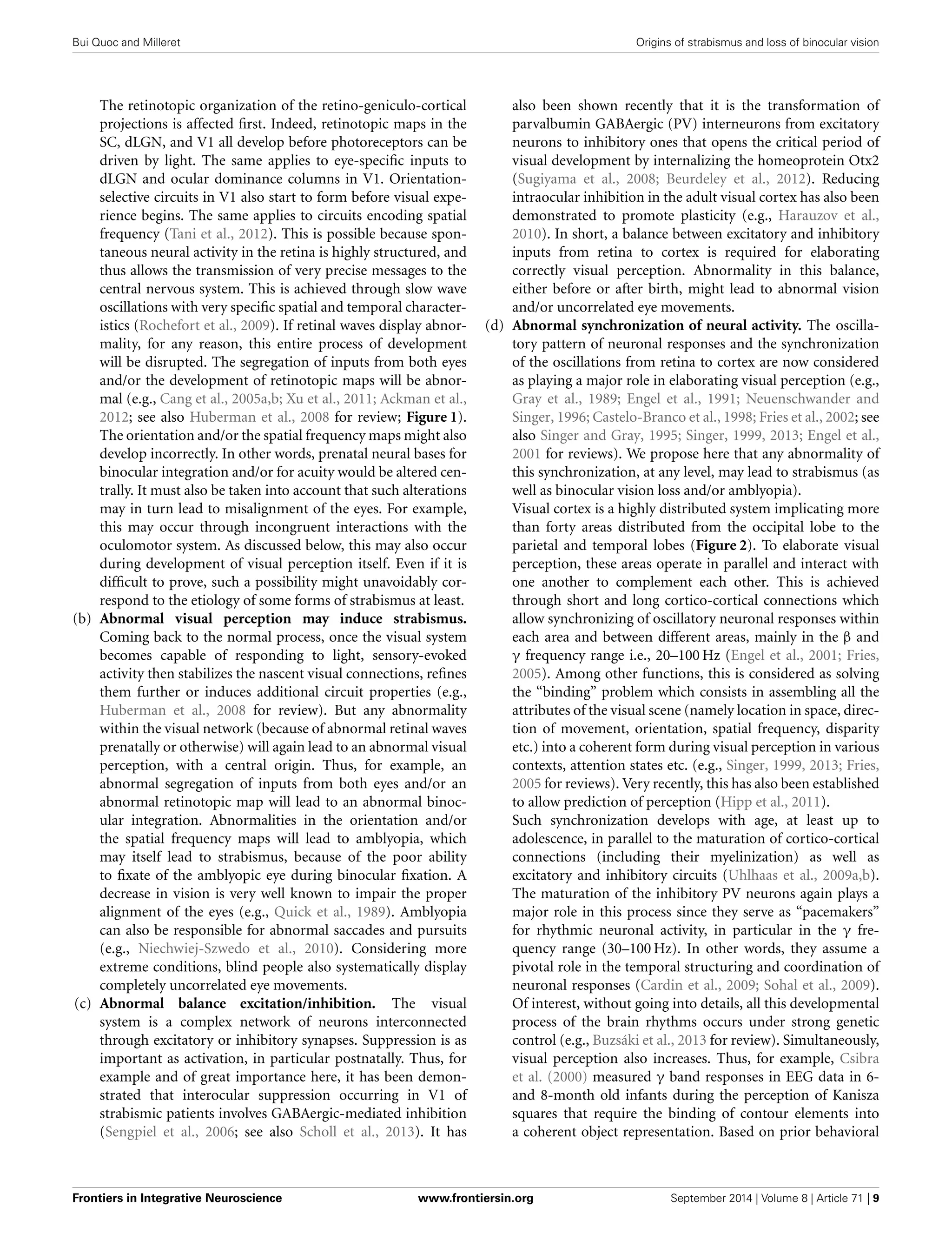 Bui Quoc and Milleret Origins of strabismus and loss of binocular vision
The retinotopic organization of the retino-geniculo-cortical
projections is affected ﬁrst. Indeed, retinotopic maps in the
SC, dLGN, and V1 all develop before photoreceptors can be
driven by light. The same applies to eye-speciﬁc inputs to
dLGN and ocular dominance columns in V1. Orientation-
selective circuits in V1 also start to form before visual expe-
rience begins. The same applies to circuits encoding spatial
frequency (Tani et al., 2012). This is possible because spon-
taneous neural activity in the retina is highly structured, and
thus allows the transmission of very precise messages to the
central nervous system. This is achieved through slow wave
oscillations with very speciﬁc spatial and temporal character-
istics (Rochefort et al., 2009). If retinal waves display abnor-
mality, for any reason, this entire process of development
will be disrupted. The segregation of inputs from both eyes
and/or the development of retinotopic maps will be abnor-
mal (e.g., Cang et al., 2005a,b; Xu et al., 2011; Ackman et al.,
2012; see also Huberman et al., 2008 for review; Figure 1).
The orientation and/or the spatial frequency maps might also
develop incorrectly. In other words, prenatal neural bases for
binocular integration and/or for acuity would be altered cen-
trally. It must also be taken into account that such alterations
may in turn lead to misalignment of the eyes. For example,
this may occur through incongruent interactions with the
oculomotor system. As discussed below, this may also occur
during development of visual perception itself. Even if it is
difﬁcult to prove, such a possibility might unavoidably cor-
respond to the etiology of some forms of strabismus at least.
(b) Abnormal visual perception may induce strabismus.
Coming back to the normal process, once the visual system
becomes capable of responding to light, sensory-evoked
activity then stabilizes the nascent visual connections, reﬁnes
them further or induces additional circuit properties (e.g.,
Huberman et al., 2008 for review). But any abnormality
within the visual network (because of abnormal retinal waves
prenatally or otherwise) will again lead to an abnormal visual
perception, with a central origin. Thus, for example, an
abnormal segregation of inputs from both eyes and/or an
abnormal retinotopic map will lead to an abnormal binoc-
ular integration. Abnormalities in the orientation and/or
the spatial frequency maps will lead to amblyopia, which
may itself lead to strabismus, because of the poor ability
to ﬁxate of the amblyopic eye during binocular ﬁxation. A
decrease in vision is very well known to impair the proper
alignment of the eyes (e.g., Quick et al., 1989). Amblyopia
can also be responsible for abnormal saccades and pursuits
(e.g., Niechwiej-Szwedo et al., 2010). Considering more
extreme conditions, blind people also systematically display
completely uncorrelated eye movements.
(c) Abnormal balance excitation/inhibition. The visual
system is a complex network of neurons interconnected
through excitatory or inhibitory synapses. Suppression is as
important as activation, in particular postnatally. Thus, for
example and of great importance here, it has been demon-
strated that interocular suppression occurring in V1 of
strabismic patients involves GABAergic-mediated inhibition
(Sengpiel et al., 2006; see also Scholl et al., 2013). It has
also been shown recently that it is the transformation of
parvalbumin GABAergic (PV) interneurons from excitatory
neurons to inhibitory ones that opens the critical period of
visual development by internalizing the homeoprotein Otx2
(Sugiyama et al., 2008; Beurdeley et al., 2012). Reducing
intraocular inhibition in the adult visual cortex has also been
demonstrated to promote plasticity (e.g., Harauzov et al.,
2010). In short, a balance between excitatory and inhibitory
inputs from retina to cortex is required for elaborating
correctly visual perception. Abnormality in this balance,
either before or after birth, might lead to abnormal vision
and/or uncorrelated eye movements.
(d) Abnormal synchronization of neural activity. The oscilla-
tory pattern of neuronal responses and the synchronization
of the oscillations from retina to cortex are now considered
as playing a major role in elaborating visual perception (e.g.,
Gray et al., 1989; Engel et al., 1991; Neuenschwander and
Singer, 1996; Castelo-Branco et al., 1998; Fries et al., 2002; see
also Singer and Gray, 1995; Singer, 1999, 2013; Engel et al.,
2001 for reviews). We propose here that any abnormality of
this synchronization, at any level, may lead to strabismus (as
well as binocular vision loss and/or amblyopia).
Visual cortex is a highly distributed system implicating more
than forty areas distributed from the occipital lobe to the
parietal and temporal lobes (Figure 2). To elaborate visual
perception, these areas operate in parallel and interact with
one another to complement each other. This is achieved
through short and long cortico-cortical connections which
allow synchronizing of oscillatory neuronal responses within
each area and between different areas, mainly in the β and
γ frequency range i.e., 20–100 Hz (Engel et al., 2001; Fries,
2005). Among other functions, this is considered as solving
the “binding” problem which consists in assembling all the
attributes of the visual scene (namely location in space, direc-
tion of movement, orientation, spatial frequency, disparity
etc.) into a coherent form during visual perception in various
contexts, attention states etc. (e.g., Singer, 1999, 2013; Fries,
2005 for reviews). Very recently, this has also been established
to allow prediction of perception (Hipp et al., 2011).
Such synchronization develops with age, at least up to
adolescence, in parallel to the maturation of cortico-cortical
connections (including their myelinization) as well as
excitatory and inhibitory circuits (Uhlhaas et al., 2009a,b).
The maturation of the inhibitory PV neurons again plays a
major role in this process since they serve as “pacemakers”
for rhythmic neuronal activity, in particular in the γ fre-
quency range (30–100 Hz). In other words, they assume a
pivotal role in the temporal structuring and coordination of
neuronal responses (Cardin et al., 2009; Sohal et al., 2009).
Of interest, without going into details, all this developmental
process of the brain rhythms occurs under strong genetic
control (e.g., Buzsáki et al., 2013 for review). Simultaneously,
visual perception also increases. Thus, for example, Csibra
et al. (2000) measured γ band responses in EEG data in 6-
and 8-month old infants during the perception of Kanisza
squares that require the binding of contour elements into
a coherent object representation. Based on prior behavioral
Frontiers in Integrative Neuroscience www.frontiersin.org September 2014 | Volume 8 | Article 71 | 9
 