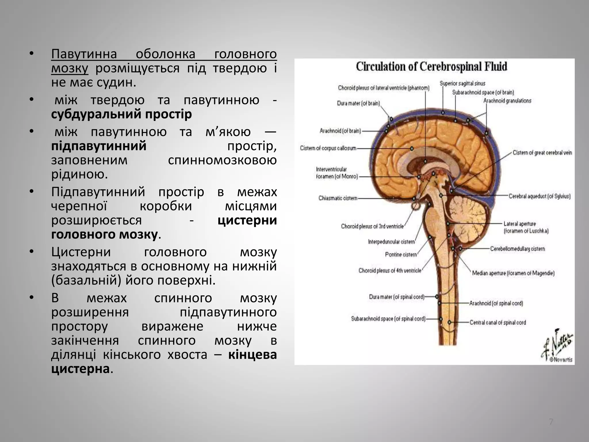 • Павутинна оболонка головного
мозку розміщується під твердою і
не має судин.
• між твердою та павутинною -
субдуральний простір
• між павутинною та м’якою —
підпавутинний простір,
заповненим спинномозковою
рідиною.
• Підпавутинний простір в межах
черепної коробки місцями
розширюється - цистерни
головного мозку.
• Цистерни головного мозку
знаходяться в основному на нижній
(базальній) його поверхні.
• В межах спинного мозку
розширення підпавутинного
простору виражене нижче
закінчення спинного мозку в
ділянці кінського хвоста – кінцева
цистерна.
7
 