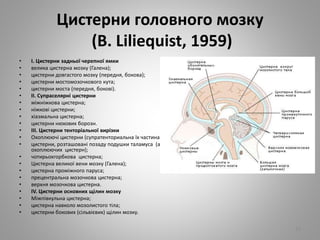Цистерни головного мозку
(B. Liliequist, 1959)
• I. Цистерни задньої черепної ямки
• велика цистерна мозку (Галена);
• цистерни довгастого мозку (передня, бокова);
• цистерни мостомозочкового кута;
• цистерни моста (передня, бокові).
• II. Супраселярні цистерни
• міжніжкова цистерна;
• ніжкові цистерни;
• хіазмальна цистерна;
• цистерни нюхових борозн.
• III. Цистерни тенторіальної вирізки
• Охоплюючі цистерни (супратенториальна їх частина);
• цистерни, розташовані позаду подушки таламуса (або крила
охоплюючих цистерн);
• чотирьохгорбкова цистерна;
• Цистерна великої вени мозку (Галена);
• цистерна проміжного паруса;
• прецентральна мозочкова цистерна;
• верхня мозочкова цистерна.
• IV. Цистерни основних щілин мозку
• Міжпівкульна цистерна;
• цистерна навколо мозолистого тіла;
• цистерни бокових (сільвієвих) щілин мозку.
19
 