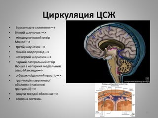 Циркуляция ЦСЖ
• Ворсинчасте сплетення—>
• бічний шлуночок —>
• міжшлуночковий отвір
Монро—>
• третій шлуночок—>
• сільвіїв водопровід—>
• четвертий шлуночок—>
• парний латеральний отвір
Люшка і непарний медіальний
отвір Мажанди—>
• субарахноїдальний простір—>
• грануляція павутинової
оболонки (пахіонові
грануляції)—>
• синуси твердої оболонки—>
• венозна система.
30
 