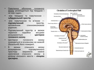 • Павутинна оболонка головного
мозку розміщується під твердою і
не має судин.
• між твердою та павутинною -
субдуральний простір
• між павутинною та м’якою —
підпавутинний простір,
заповненим спинномозковою
рідиною.
• Підпавутинний простір в межах
черепної коробки місцями
розширюється - цистерни
головного мозку.
• Цистерни головного мозку
знаходяться в основному на нижній
(базальній) його поверхні.
• В межах спинного мозку
розширення підпавутинного
простору виражене нижче
закінчення спинного мозку в
ділянці кінського хвоста – кінцева
цистерна.
7
 