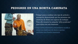 PEDIGREE EN UNA BONITA CAMINATA
• Pedigrí quiere cambiar este tipo de actitud y
percepción demostrando que las personas con
síndrome de Down son capaces de trabajar.
Para ello crearon la campaña “pUp syndrome”
para niños con este trastorno.
• http://www.informabtl.com/pedigree-ayuda-a-
ninos-con-sindrome-de-down-y-perros-
mediante-una-bonita-caminata/
 