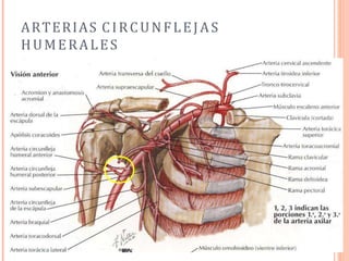 ARTERIAS CIRCUNFLEJAS
HUMERALES
 