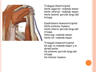 Triángulo Omotricipital
limite superior: redondo menor
limite inferior: redondo mayor
limite lateral: porción larga del
tríceps
Cuadrilatero Humerotricipital
limite externo: humero
limite interio: porción larga del
tríceps
limte sup: redondo menor
limite inf: redondo mayor
Triangulo Humerotricipital:
lim sup: m redondo mayor y m
dorsal ancho
lim externo: porción larga del
tríceps
lim interno: humero
 