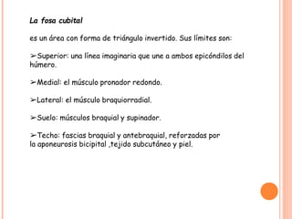 La fosa cubital
es un área con forma de triángulo invertido. Sus límites son:
➢Superior: una línea imaginaria que une a ambos epicóndilos del
húmero.
➢Medial: el músculo pronador redondo.
➢Lateral: el músculo braquiorradial.
➢Suelo: músculos braquial y supinador.
➢Techo: fascias braquial y antebraquial, reforzadas por
la aponeurosis bicipital ,tejido subcutáneo y piel.
 