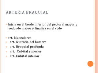ARTERIA BRAQUIAL
𝗈 Inicia en el borde inferior del pectoral mayor y
redondo mayor y finaliza en el codo
𝗈 art. Musculares
𝗈
𝗈
𝗈
𝗈
art. Nutricia del humero
art. Braquial profunda
art. Cubital superior
art. Cubital inferior
 