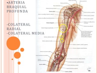 •ARTERIA
BRAQUIAL
PROFUNDA
-COLATERAL
RADIAL
-COLATERAL MEDIA
 